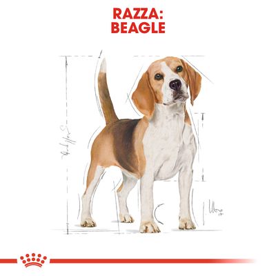 Royal Canin Beagle Adult 3kg - Crocchette per Cani Royal Canin Beagle Adult 3kg - Crocchette per Cani